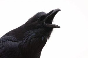 Raven screaming by David Seibel